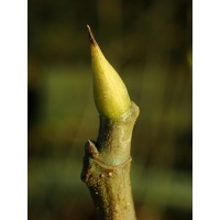 Figuier 'Brown Turkey' - Ficus carica - Haie champetre  - Pepiniere Alsace - Vegetal Local Nord Est - Bio - Jardin forêt comestible - fruitier - permaculture