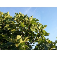 Figuier 'Türkiye' verte - Ficus carica - Haie champetre  - Pepiniere Alsace - Vegetal Local Nord Est - Bio - Jardin forêt comestible - fruitier - permaculture