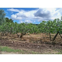 Figuier 'Türkiye' violette - Ficus carica - Haie champetre  - Pepiniere Alsace - Vegetal Local Nord Est - Bio - Jardin forêt comestible - fruitier - permaculture