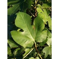 Figuier 'Türkiye' violette - Ficus carica - Haie champetre  - Pepiniere Alsace - Vegetal Local Nord Est - Bio - Jardin forêt comestible - fruitier - permaculture