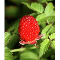 Framboisier Fraise Japonais - Rubus illecebrosus - Haie champetre  - Pepiniere Alsace - Vegetal Local Nord Est - Bio - Jardin forêt comestible - fruitier - permaculture