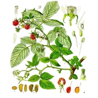 Framboisier 'Heritage' - Rubus idaeus - Haie champetre  - Pepiniere Alsace - Vegetal Local Nord Est - Bio - Jardin forêt comestible - fruitier - permaculture