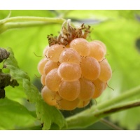 Framboisier 'Fall gold' - Rubus idaeus  - Haie champetre  - Pepiniere Alsace - Vegetal Local Nord Est - Bio - Jardin forêt comestible - fruitier - permaculture