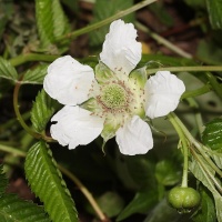 Framboisier Fraise Japonais - Rubus illecebrosus - Haie champetre  - Pepiniere Alsace - Vegetal Local Nord Est - Bio - Jardin forêt comestible - fruitier - permaculture
