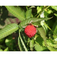 Framboisier Fraise Japonais - Rubus illecebrosus - Haie champetre  - Pepiniere Alsace - Vegetal Local Nord Est - Bio - Jardin forêt comestible - fruitier - permaculture