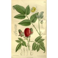 Framboisier Fraise Japonais - Rubus illecebrosus - Haie champetre  - Pepiniere Alsace - Vegetal Local Nord Est - Bio - Jardin forêt comestible - fruitier - permaculture