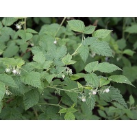 Framboisier 'Glen Coe' - Rubus idaeus - Haie champetre  - Pepiniere Alsace - Vegetal Local Nord Est - Bio - Jardin forêt comestible - fruitier - permaculture