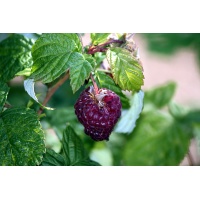 Framboisier 'Glen Coe' - Rubus idaeus - Haie champetre  - Pepiniere Alsace - Vegetal Local Nord Est - Bio - Jardin forêt comestible - fruitier - permaculture