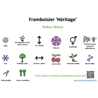 framboisier_heritage _ résumé