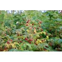 Framboisier 'Heritage' - Rubus idaeus - Haie champetre  - Pepiniere Alsace - Vegetal Local Nord Est - Bio - Jardin forêt comestible - fruitier - permaculture