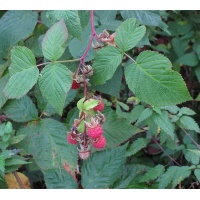 Framboisier 'September' - Rubus idaeus - Haie champetre  - Pepiniere Alsace - Vegetal Local Nord Est - Bio - Jardin forêt comestible - fruitier - permaculture