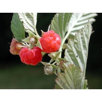 Framboisier 'September' - Rubus idaeus - Haie champetre  - Pepiniere Alsace - Vegetal Local Nord Est - Bio - Jardin forêt comestible - fruitier - permaculture