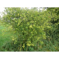 Fusain d’Europe - Euonymus europeaus - Haie champetre  - Pepiniere Alsace - Vegetal Local Nord Est - Bio - Jardin forêt comestible - fruitier - permaculture