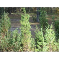 Genévrier commun - Juniperus communis - Haie champetre  - Pepiniere Alsace - Vegetal Local Nord Est - Bio - Jardin forêt comestible - fruitier - permaculture