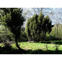 Genévrier commun - Juniperus communis - Haie champetre  - Pepiniere Alsace - Vegetal Local Nord Est - Bio - Jardin forêt comestible - fruitier - permaculture