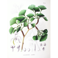 Ginkgo - Ginkgo biloba - Haie champetre  - Pepiniere Alsace - Vegetal Local Nord Est - Bio - Jardin forêt comestible - fruitier - permaculture