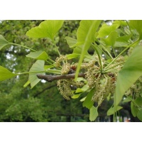 Ginkgo - Ginkgo biloba - Haie champetre  - Pepiniere Alsace - Vegetal Local Nord Est - Bio - Jardin forêt comestible - fruitier - permaculture