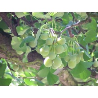 Ginkgo - Ginkgo biloba - Haie champetre  - Pepiniere Alsace - Vegetal Local Nord Est - Bio - Jardin forêt comestible - fruitier - permaculture