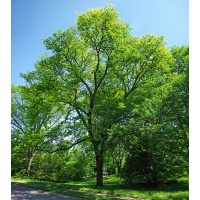 Févier d’Amérique - Gleditsia triacanthos - Haie champetre  - Pepiniere Alsace - Vegetal Local Nord Est - Bio - Jardin forêt comestible - fruitier - permaculture