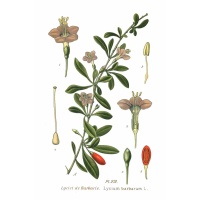 Goji - Lycium barbarum - Haie champetre  - Pepiniere Alsace - Vegetal Local Nord Est - Bio - Jardin forêt comestible - fruitier - permaculture