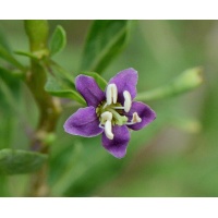 Goji - Lycium barbarum - Haie champetre  - Pepiniere Alsace - Vegetal Local Nord Est - Bio - Jardin forêt comestible - fruitier - permaculture