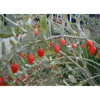 Goji - Lycium barbarum - Haie champetre  - Pepiniere Alsace - Vegetal Local Nord Est - Bio - Jardin forêt comestible - fruitier - permaculture