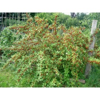 Goumi du Japon - Elaeagnus multiflora - Haie champetre  - Pepiniere Alsace - Vegetal Local Nord Est - Bio - Jardin forêt comestible - fruitier - permaculture