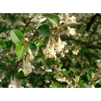 Goumi du Japon - Elaeagnus multiflora - Haie champetre  - Pepiniere Alsace - Vegetal Local Nord Est - Bio - Jardin forêt comestible - fruitier - permaculture
