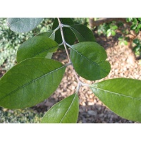Goyavier du Brésil 'Apollo' - Feijoa sellowiana - Haie champetre  - Pepiniere Alsace - Vegetal Local Nord Est - Bio - Jardin forêt comestible - fruitier - permaculture