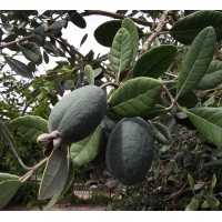 Goyavier du Brésil 'Apollo' - Feijoa sellowiana - Haie champetre  - Pepiniere Alsace - Vegetal Local Nord Est - Bio - Jardin forêt comestible - fruitier - permaculture