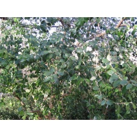 Goyavier du Brésil 'Coolridge' ou ‘Gemini’ - Feijoa sellowiana - Haie champetre  - Pepiniere Alsace - Vegetal Local Nord Est - Bio - Jardin forêt comestible - fruitier - permaculture