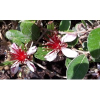 Goyavier du Brésil 'Coolridge' ou ‘Gemini’ - Feijoa sellowiana - Haie champetre  - Pepiniere Alsace - Vegetal Local Nord Est - Bio - Jardin forêt comestible - fruitier - permaculture