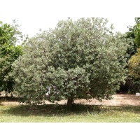 Goyavier du Brésil 'Mammouth' - Feijoa sellowiana  - Haie champetre  - Pepiniere Alsace - Vegetal Local Nord Est - Bio - Jardin forêt comestible - fruitier - permaculture