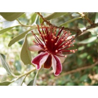 Goyavier du Brésil 'Mammouth' - Feijoa sellowiana  - Haie champetre  - Pepiniere Alsace - Vegetal Local Nord Est - Bio - Jardin forêt comestible - fruitier - permaculture