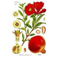 Grenadier 'Fina Tendral' - Punica granatum - Haie champetre  - Pepiniere Alsace - Vegetal Local Nord Est - Bio - Jardin forêt comestible - fruitier - permaculture