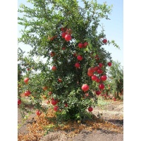 Grenadier 'Mollar de Elche' - Punica granatum - Haie champetre  - Pepiniere Alsace - Vegetal Local Nord Est - Bio - Jardin forêt comestible - fruitier - permaculture