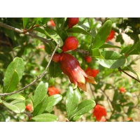 Grenadier 'Mollar de Elche' - Punica granatum - Haie champetre  - Pepiniere Alsace - Vegetal Local Nord Est - Bio - Jardin forêt comestible - fruitier - permaculture