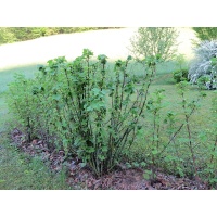 Groseillier à grappes 'Blanches de Versailles' - Ribes sativum - Haie champetre  - Pepiniere Alsace - Vegetal Local Nord Est - Bio - Jardin forêt comestible - fruitier - permaculture