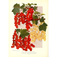 Groseillier à grappes 'Blanches de Versailles' - Ribes sativum - Haie champetre  - Pepiniere Alsace - Vegetal Local Nord Est - Bio - Jardin forêt comestible - fruitier - permaculture