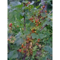 Groseillier à grappes 'Rolan' - Ribes rubrum - Haie champetre  - Pepiniere Alsace - Vegetal Local Nord Est - Bio - Jardin forêt comestible - fruitier - permaculture