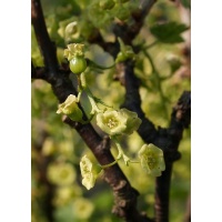 Groseillier à grappes 'Rolan' - Ribes rubrum - Haie champetre  - Pepiniere Alsace - Vegetal Local Nord Est - Bio - Jardin forêt comestible - fruitier - permaculture