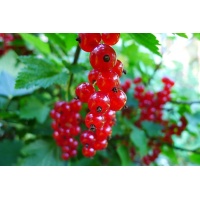 Groseillier à grappes 'Rolan' - Ribes rubrum - Haie champetre  - Pepiniere Alsace - Vegetal Local Nord Est - Bio - Jardin forêt comestible - fruitier - permaculture