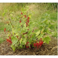 Groseillier à grappes 'Rouges de Versailles' - Ribes rubrum - Haie champetre  - Pepiniere Alsace - Vegetal Local Nord Est - Bio - Jardin forêt comestible - fruitier - permaculture