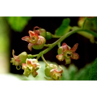 Groseillier à grappes 'Rouges de Versailles' - Ribes rubrum - Haie champetre  - Pepiniere Alsace - Vegetal Local Nord Est - Bio - Jardin forêt comestible - fruitier - permaculture