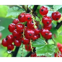 Groseillier à grappes 'Rouges de Versailles' - Ribes rubrum - Haie champetre  - Pepiniere Alsace - Vegetal Local Nord Est - Bio - Jardin forêt comestible - fruitier - permaculture