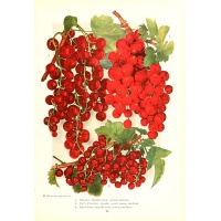 Groseillier à grappes 'Rouges de Versailles' - Ribes rubrum - Haie champetre  - Pepiniere Alsace - Vegetal Local Nord Est - Bio - Jardin forêt comestible - fruitier - permaculture