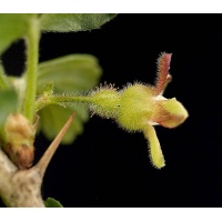 Groseillier à maquereau 'Hinnonmaki jaune' - Ribes uva-crispa  - Haie champetre  - Pepiniere Alsace - Vegetal Local Nord Est - Bio - Jardin forêt comestible - fruitier - permaculture