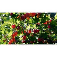 Groseillier à maquereau 'Hinnonmaki rouge' - Ribes uva-crispa  - Haie champetre  - Pepiniere Alsace - Vegetal Local Nord Est - Bio - Jardin forêt comestible - fruitier - permaculture