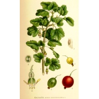 Groseillier à maquereau 'Hinnonmaki rouge' - Ribes uva-crispa  - Haie champetre  - Pepiniere Alsace - Vegetal Local Nord Est - Bio - Jardin forêt comestible - fruitier - permaculture