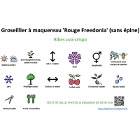 groseillier_a_maquereau_rouge_freedonia_sans_epine _ résumé